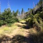 Plumas National Forest loop