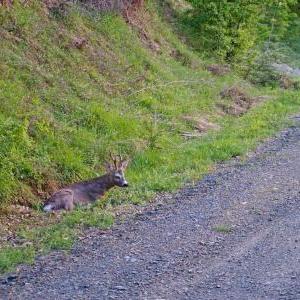 Deers are quite common in this area!