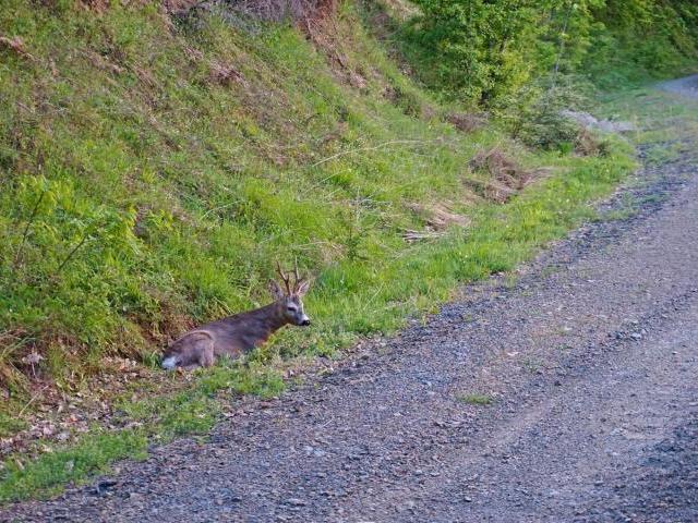 Deers are quite common in this area!