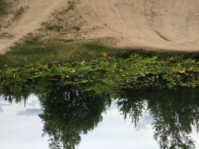 Sosnovskio barščių alėja.